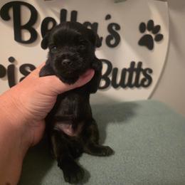 Ivan EXOTIC - Parti male Yorkshire Terrier puppy in Clermont, Florida from Bella's Prissy Butts