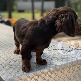 Dachshund Puppies from Camacho_Dachshunds
