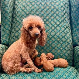 Emmie Lou - Poodle
