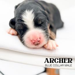 ARCHER - Tri-color male Bernedoodle puppy in Tipton, Indiana from Country Creek Doodles