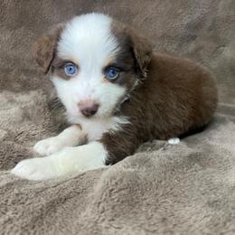 Girl 2 - Red tri female Toy Australian Shepherd puppy in Hokes Bluff, Alabama from Alegria Toy Aussies