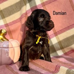 Damian - Brown male Portuguese Water Dog puppy in Raleigh, North Carolina from Turnabout PWD