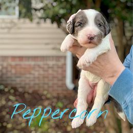 Peppercorn - Merle female Goldendoodle puppy in Mocksville, North Carolina from Little Bear Doodles