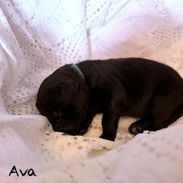 Ava - Black female Newfoundland puppy in Goodhue, Minnesota from Claypits Newfoundlands