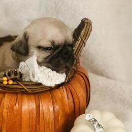 Pugs from Sweet Water