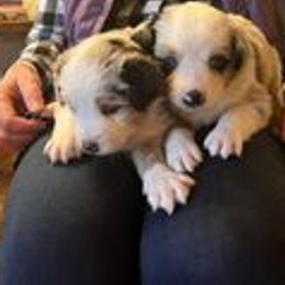 Australian Shepherds from Liam's Litters