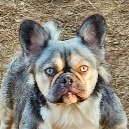 Buffy - French Bulldog
