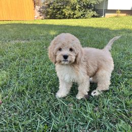Narla with training - Red female Cockapoo puppy in Boonville, North Carolina from Doods & Dolls
