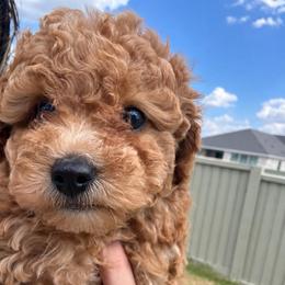 Roo - Red male Cavapoo puppy in Liberty Hill, Texas from Cuddlebug Cavapoos of Austin
