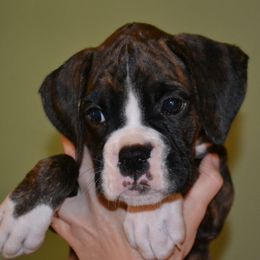 Boxer Puppies from Quinney’s Boxers