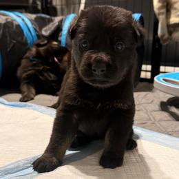 Pink Collar Girl - Bi-color female German Shepherd puppy in Universal City, Texas from Jaxinhaus German Shepherds