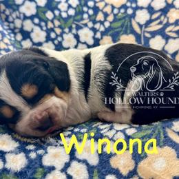 Winona - Black white and brown female Basset Hound puppy in Richmond, Kentucky from Walters Hollow Hounds