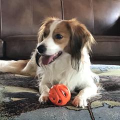 Chagall - Nederlandse Kooikerhondje