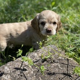 Cocker Spaniel Puppies from Brooks House Cocker Spaniels