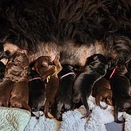 Newfoundlands from Meriwether Newfoundlands