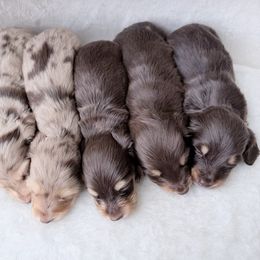 NIKE - Chocolate and tan male Dachshund puppy in Richmond, Virginia from Irresistible Dachshunds & Cavaliers