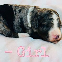 Ivy - Merle female Bernedoodle puppy in Sherman, Illinois from Shirl Doodle Life