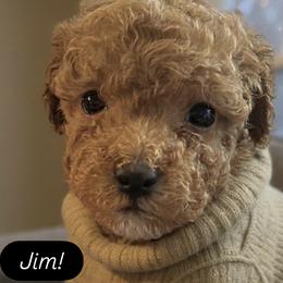 Jim - Red  male Poodle puppy in Orlando, Florida from Denise’s Puppies