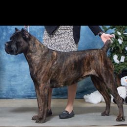Vada - Cane Corso