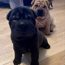 Black girl - Black female Chinese Shar-Pei puppy in Basehor, Kansas from Good Fortune Shar Pei