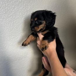 Bonnie - Black and tan female Dachshund puppy in Las Vegas, Nevada from Desert Dachshunds
