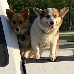 Frankie - American Corgi