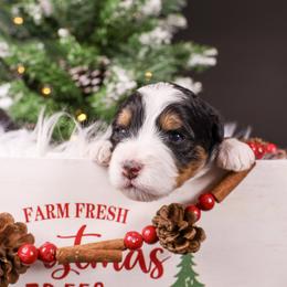 Boy 2 - Tri-color male Bernedoodle puppy in Lehi, Utah from Heart J Bernedoodles