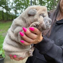 Jill - Isabella dilute female Chinese Shar-Pei puppy in North Carolina from Amy Mahaffey's Chinese Shar-Pei