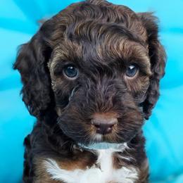 Woody - Brown white and tan male Cockapoo puppy in Indiahoma, Oklahoma from Phamily Doodles