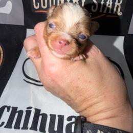 Caleb - Merle male Chihuahua puppy in Palmyra, Indiana from Country Star Chihuahuas