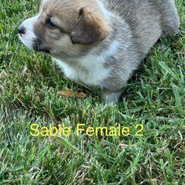 Pembroke Welsh Corgis from Jennifer Jimerson