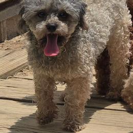 Pixie Dust - Poodle