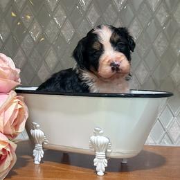 Steve - Tri-color male Bernedoodle puppy in Kilgore, Texas from Furry Tail Doodles