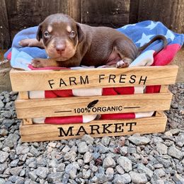 Courage - Red male Catahoula Leopard Dog puppy in Washington from Coweeman Catahoulas
