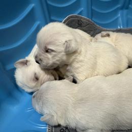 Boy 1 - White male West Highland White Terrier puppy in Oregon City, Oregon from Emily's West Highland White Terriers