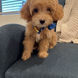 Girl 2 - female Goldendoodle puppy in Mesa, Arizona from Twinkle MiniDoodles