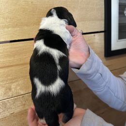 Female 3 - Black brown and white female Basset Hound puppy in Lindley, New York from Hill Top Basset Hounds & Cane Corso