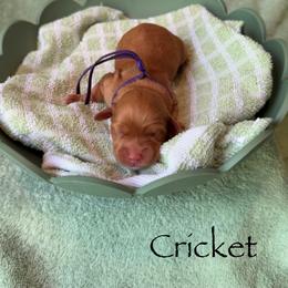 Cricket - Red and white female Cockapoo puppy in Alexandria, Alabama from Bright and Beautiful Cockapoos and Doodles