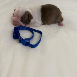 Rufus - Red male Boston Terrier puppy in Richburg, South Carolina from Hidden Valley Bostons
