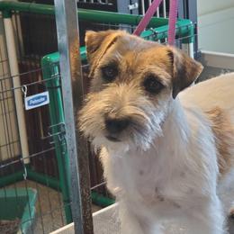 Wish - Russell Terrier