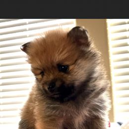 Pomeranian Puppies from Mikayla's Pomeranians