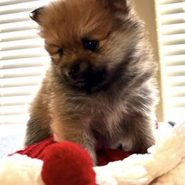 Pomeranian Puppies from Mikayla's Pomeranians
