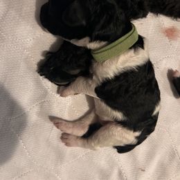Poodle Puppies from KG Poodle Haus