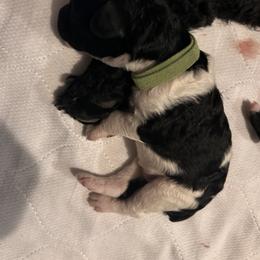 Poodle Puppies from KG Poodle Haus