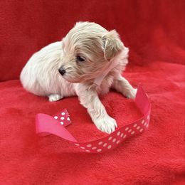 Maggie - Cream female Maltipoo puppy in Fredericksburg, Ohio from Edna Keim