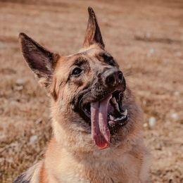German Shepherds from Brookside GSD's