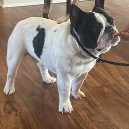 Flex - French Bulldog