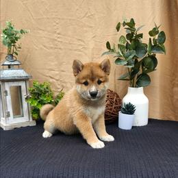 Ty - Sesame male Shiba Inu puppy in Illinois from Precious-Puppies
