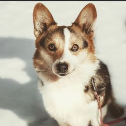 Ellie Mae - Pembroke Welsh Corgi
