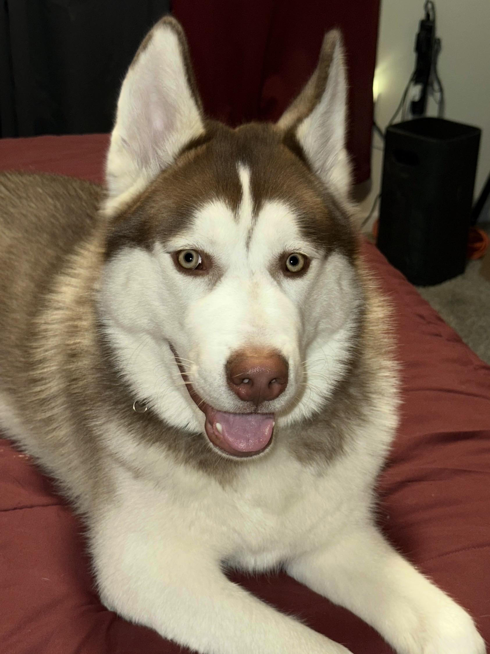 Kodi